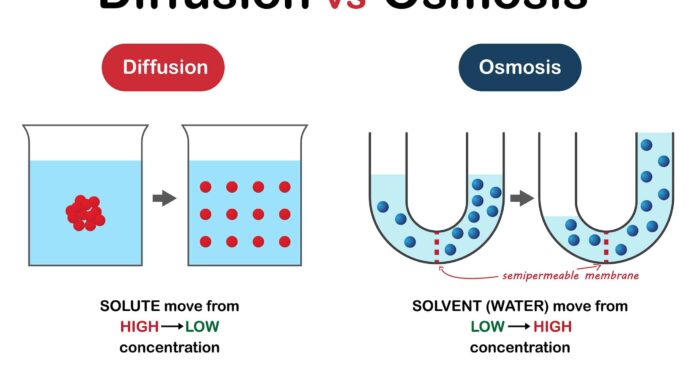 Osmosi vs. Diffusione: qual è la differenza?
