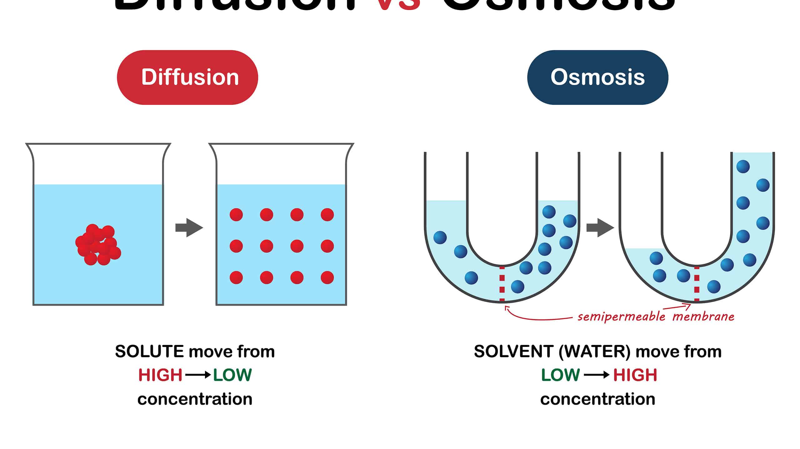 Osmosi vs. Diffusione: qual è la differenza?