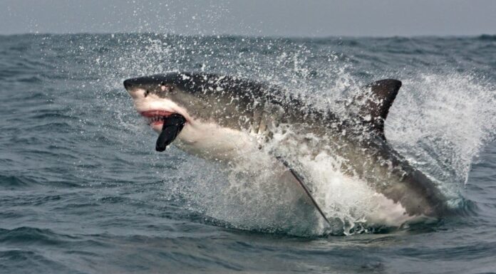 I 10 migliori film sugli squali di tutti i tempi e 5 che non hanno fatto la lista
