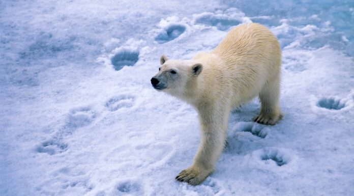 Bear Tracks: guida all'identificazione per neve, fango e altro
