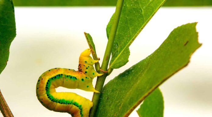 In cosa si trasformano gli Inchworms?
