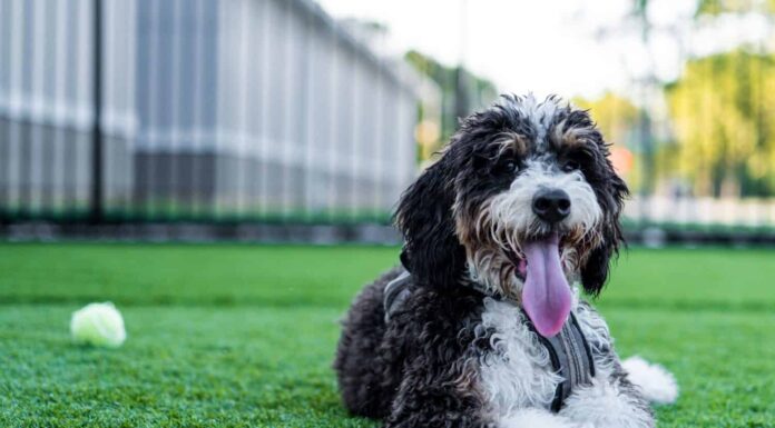 A photo of a Bernadoodle puppy