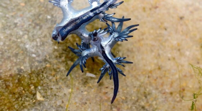 Lumaca di mare del drago blu
