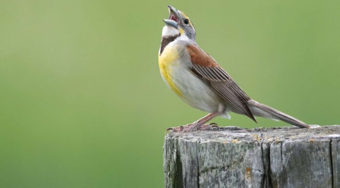 Dickcissel
