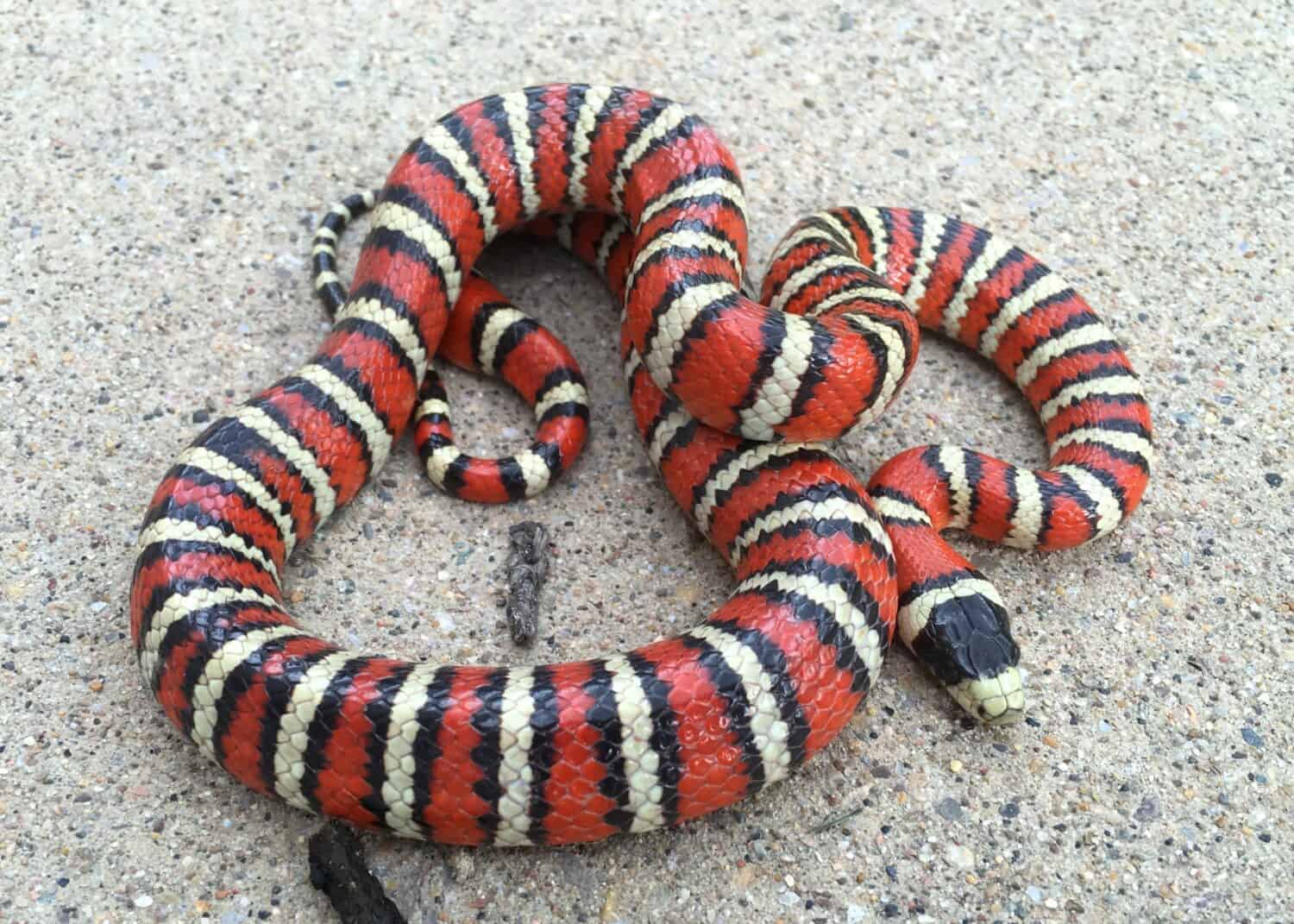 desert kingsnake