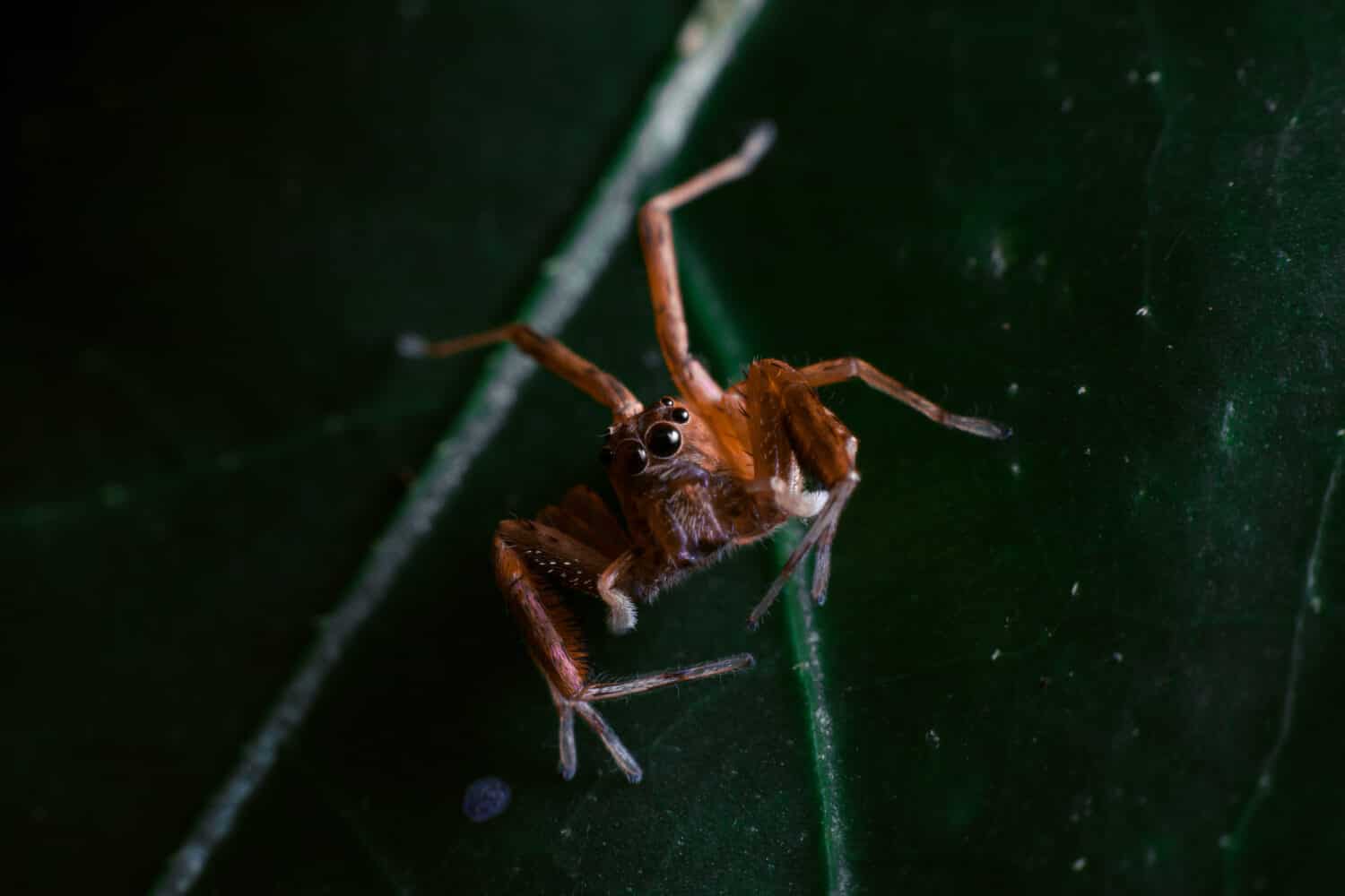 Scopri l'unico ragno che vive sott'acqua e sa nuotare