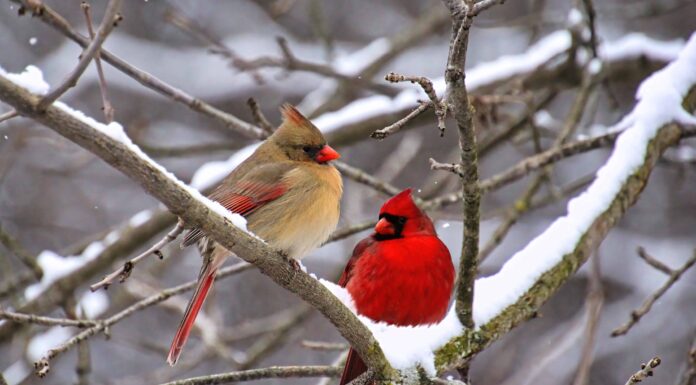 Scopri la più grande tempesta di neve che abbia mai colpito l'Ohio ad aprile
