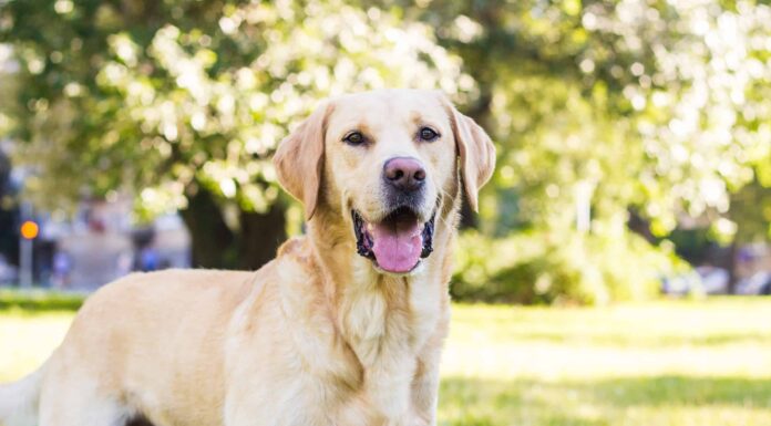 Progressione del Labrador Retriever: grafico di crescita, pietre miliari e suggerimenti per l'allenamento

