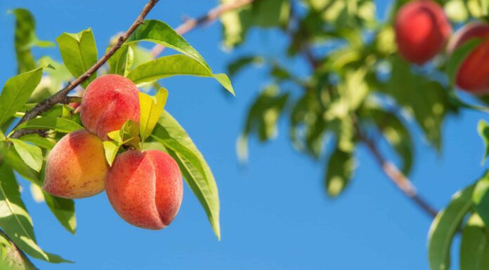 Come far crescere le pesche dalla fossa all'albero: la tua guida completa
