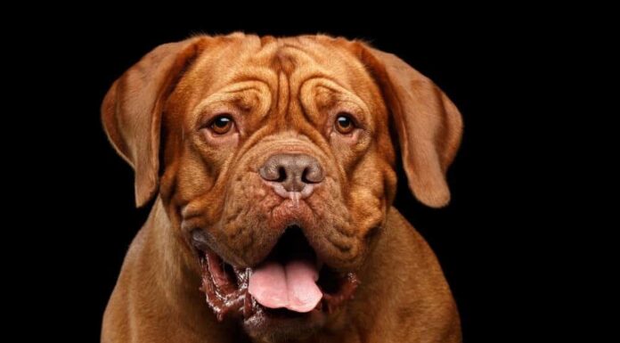  Che tipo di cane è Hooch?  Informazioni sulla razza, immagini e fatti
