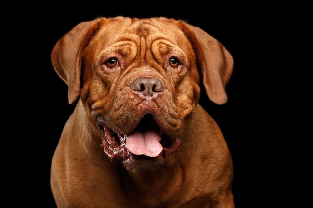 Che tipo di cane è Hooch?  Informazioni sulla razza, immagini e fatti