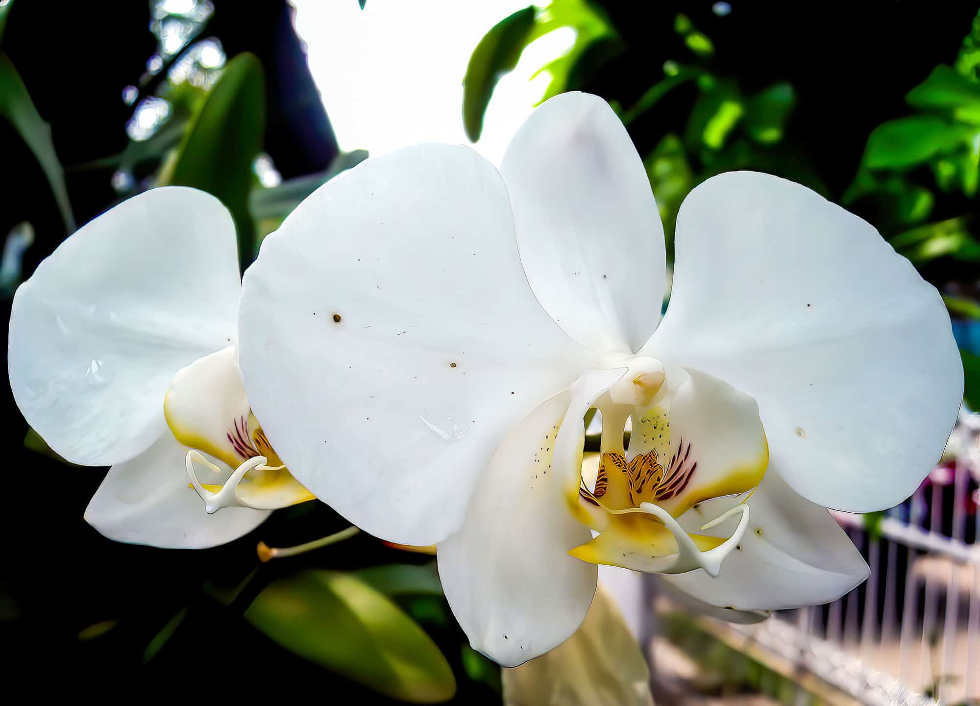 Scopri il fiore nazionale dell'Indonesia: Moon Orchid