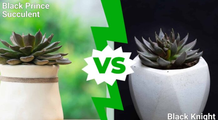 Black Prince vs Black Knight Succulent: come distinguere
