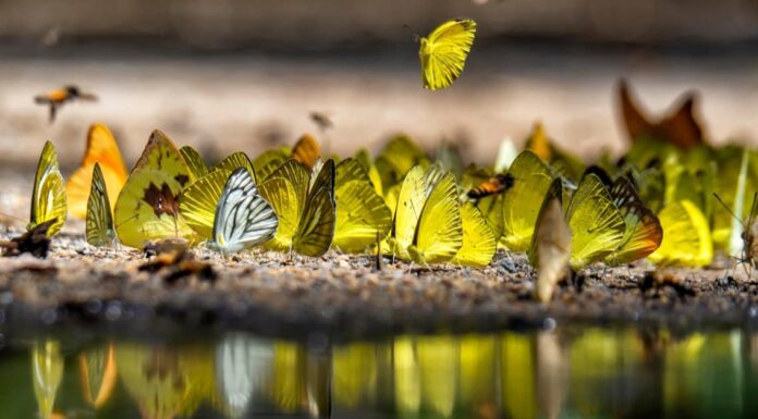 Scopri tutti i 10 animali in Encanto
