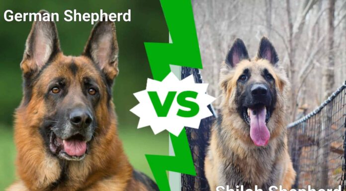 Pastore tedesco vs pastore Shiloh: spiegate 8 differenze chiave
