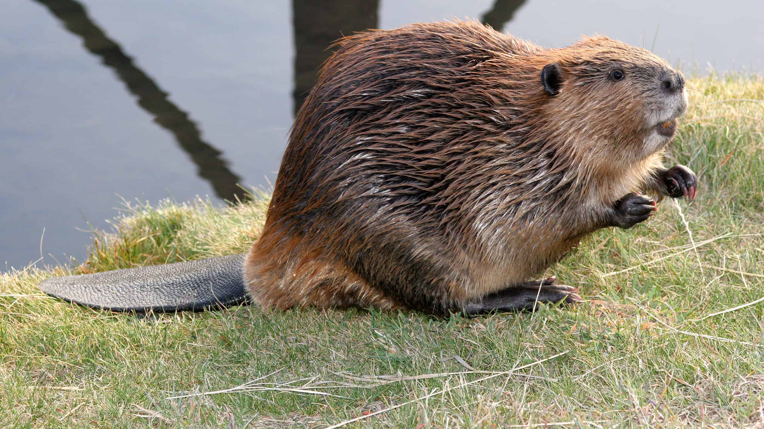 Beaver Tracks: guida all'identificazione per neve, fango e altro