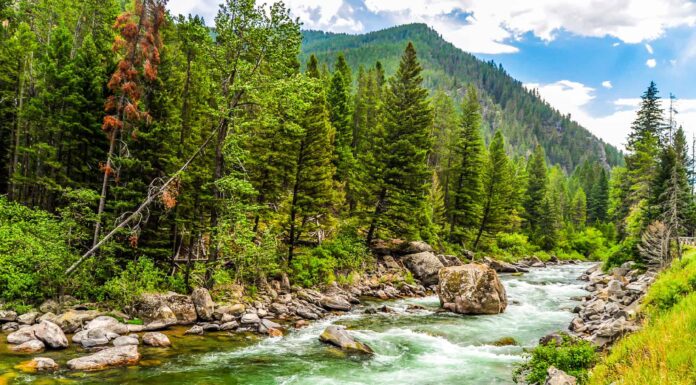 Il posto più piovoso del Montana è un paradiso per orsi grizzly e lupi
