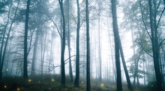 Mystical dark forest with glowing sparks on the forest floor