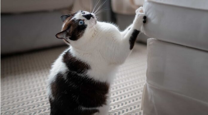 Scopri 15 razze di gatti bianchi e neri (con immagini di ciascuna)
