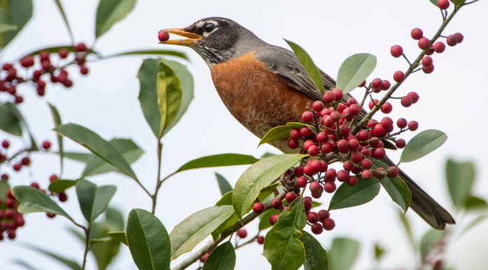 Scopri i 4 animali ufficiali dello stato del Connecticut
