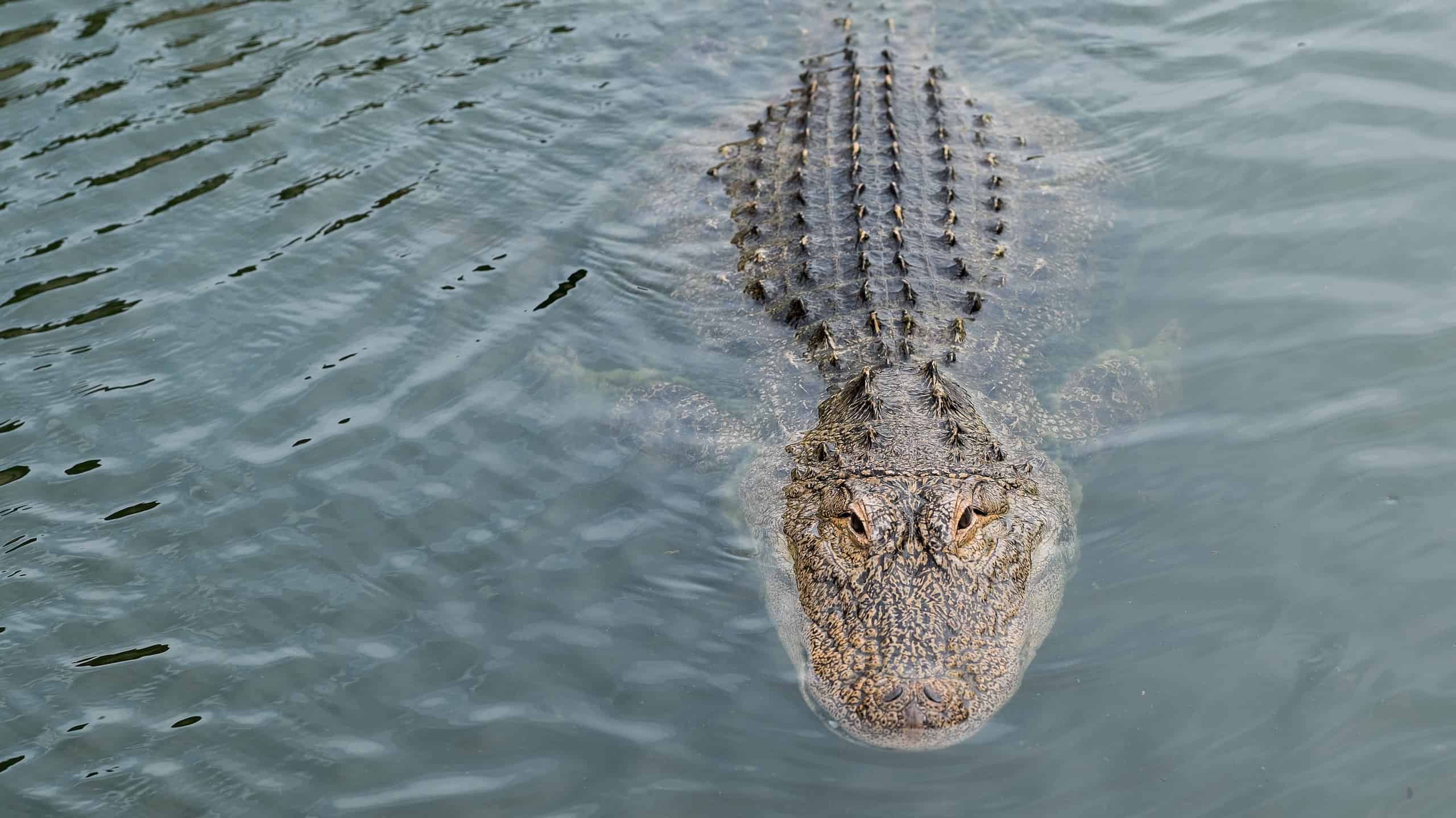 Ecco cosa fare per sfuggire e sopravvivere a un attacco di alligatore