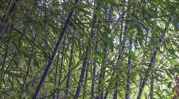 Bambù Nel Nord Dakota
