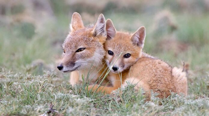  Di che colori possono essere le volpi?  (Con immagini!)
