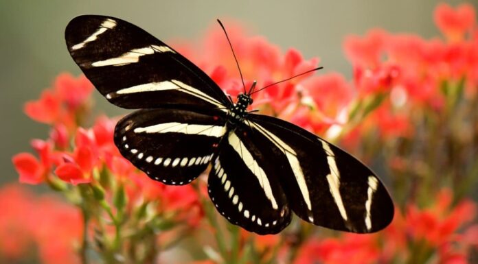Scopri la farfalla ufficiale della Florida State (e quando è l'alta stagione)
