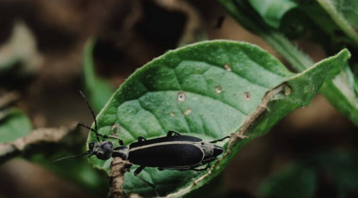 Scarabeo giallo e nero: cosa potrebbe essere?
