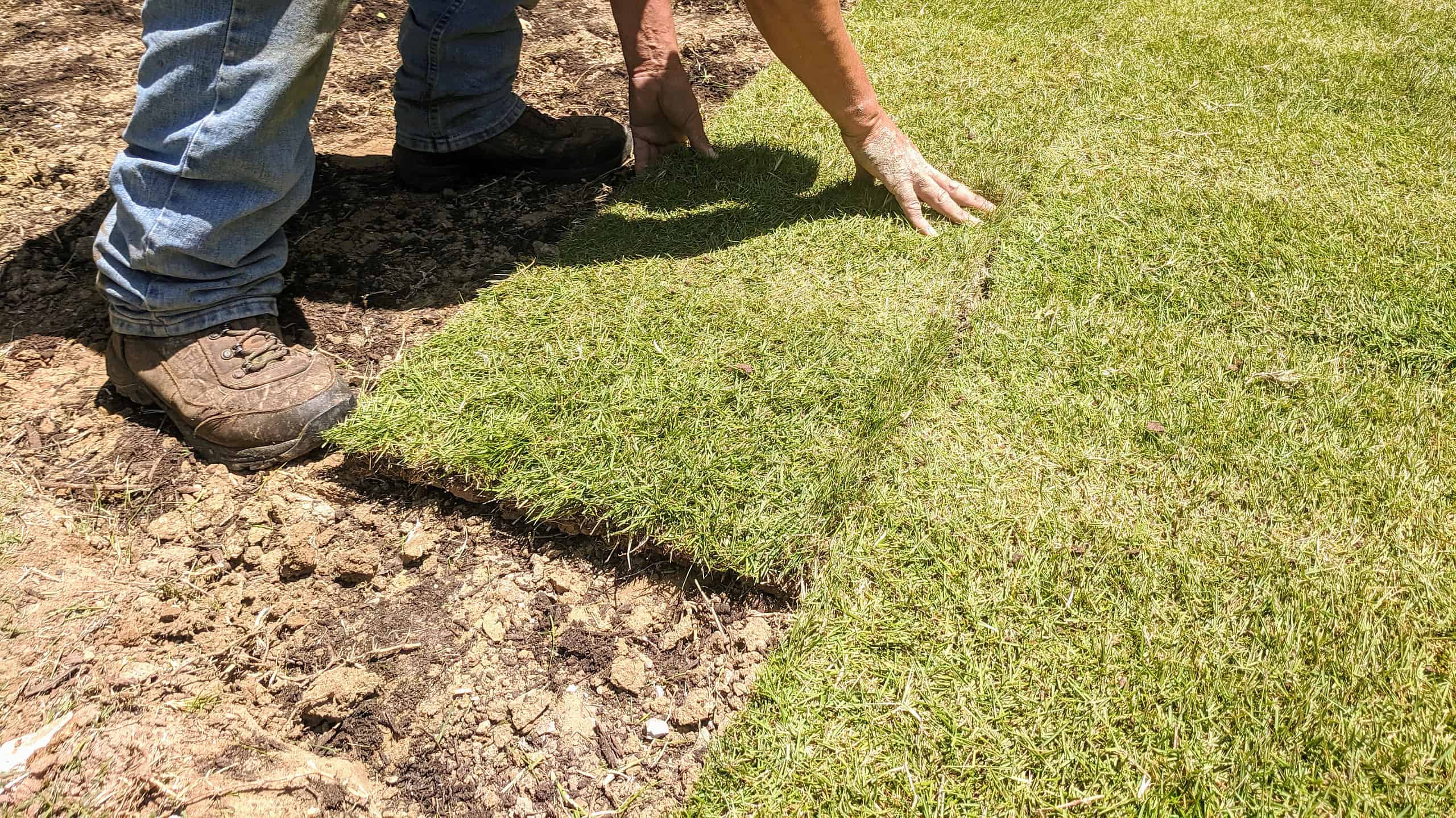 Zoysia Grass in Texas: migliori tipi, consigli per piantare e altro