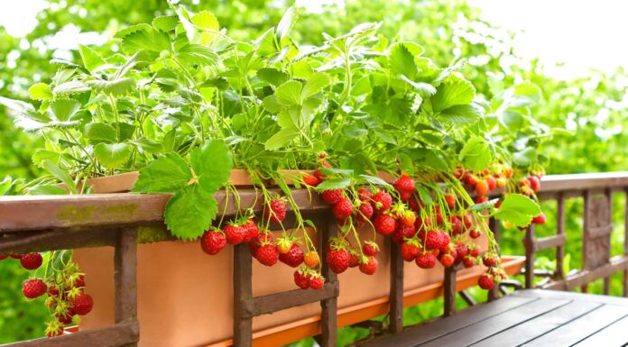 Come coltivare le fragole in vaso: la tua guida completa
