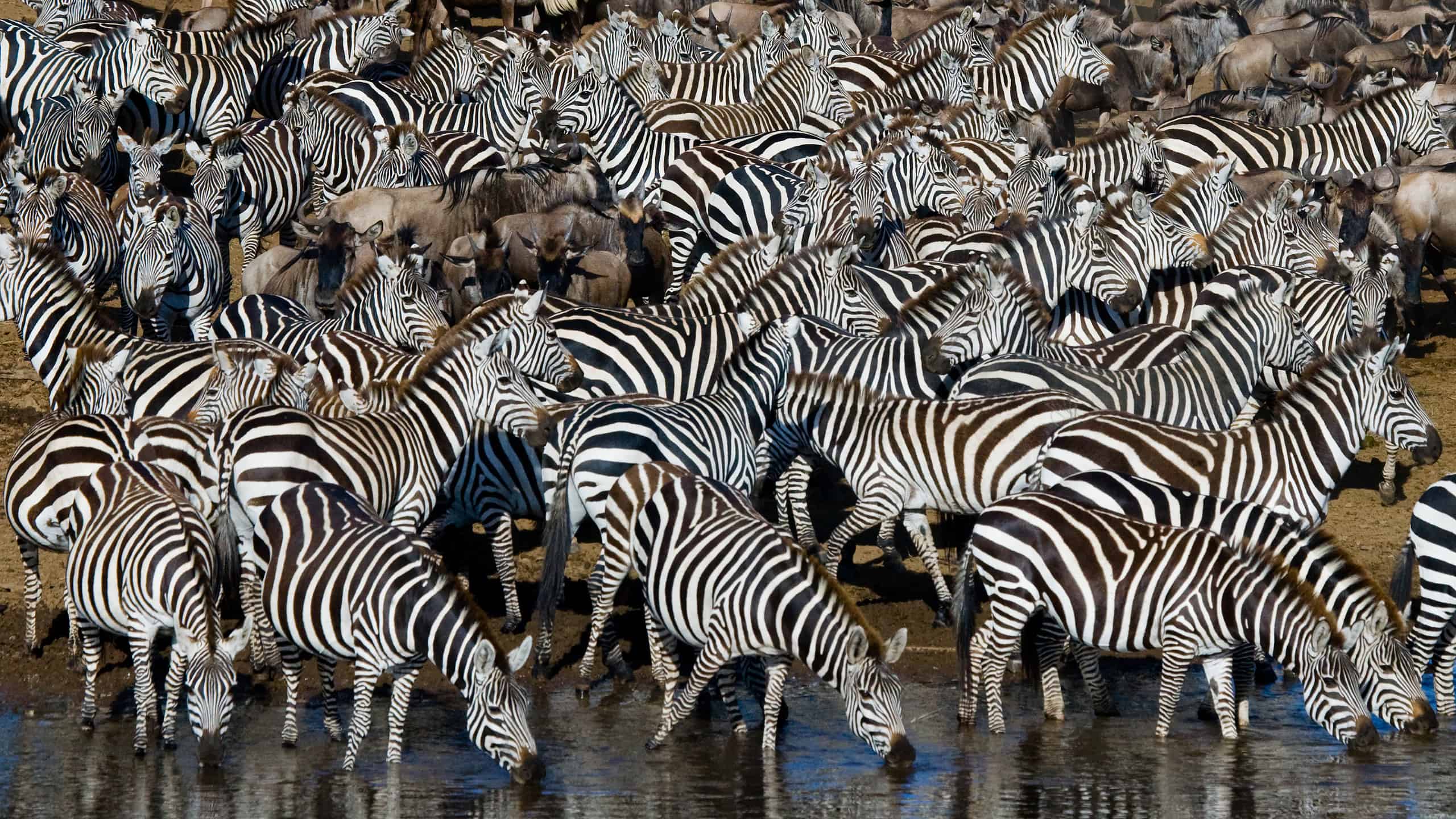 Guarda questa valorosa zebra vincere alla lotteria e sfuggire in qualche modo a uno spietato coccodrillo