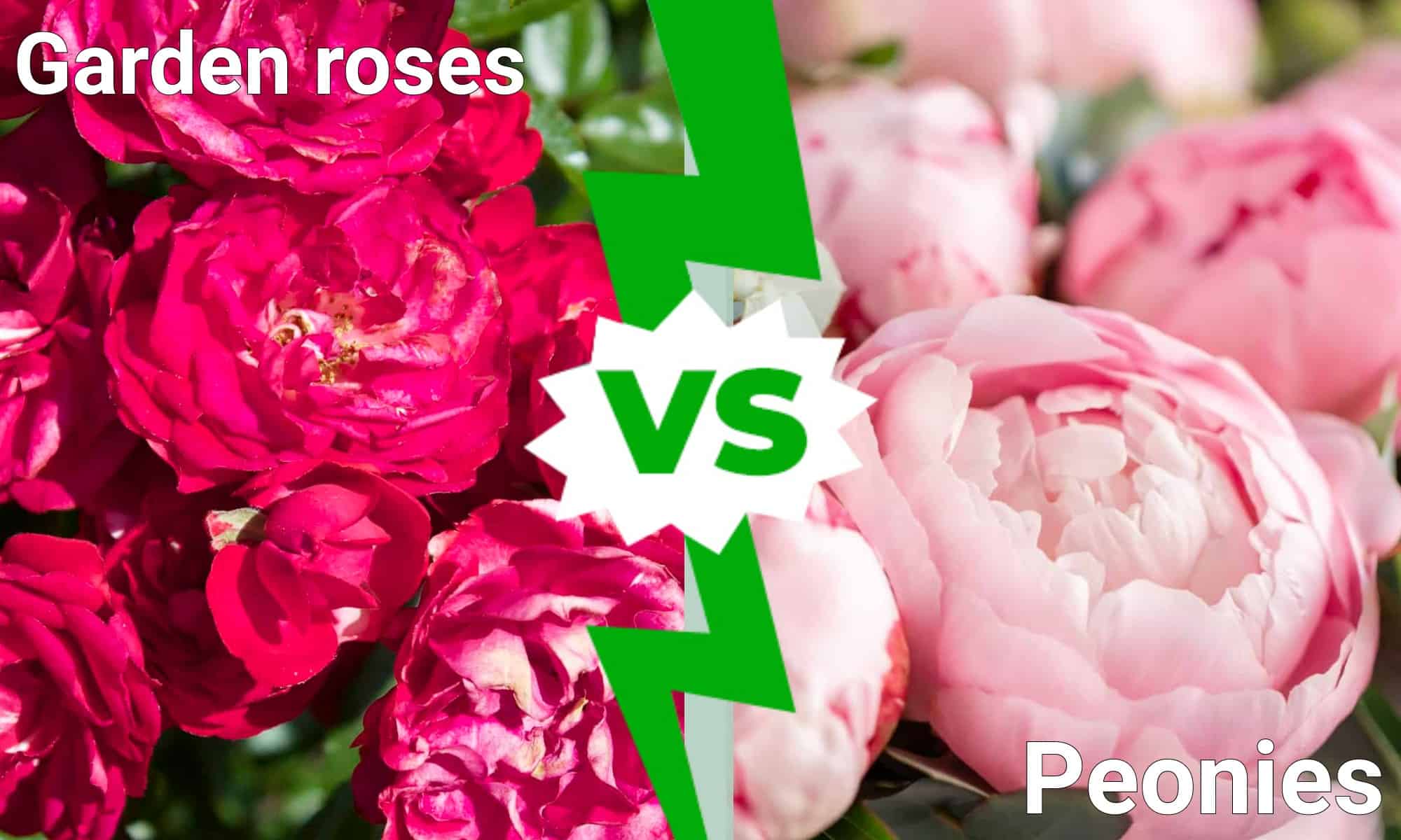 Rose da giardino contro peonie: 7 differenze chiave da conoscere