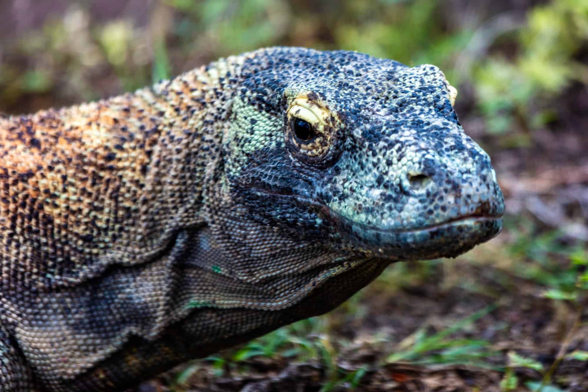 Popolazione del drago di Komodo: quante di queste enormi creature vagano ancora sulla Terra?