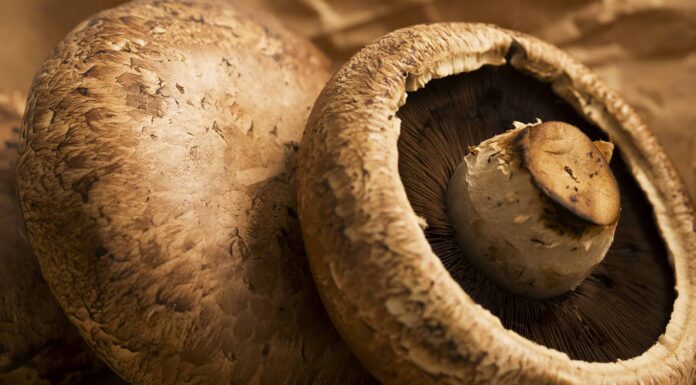 14 tipi di funghi sani
