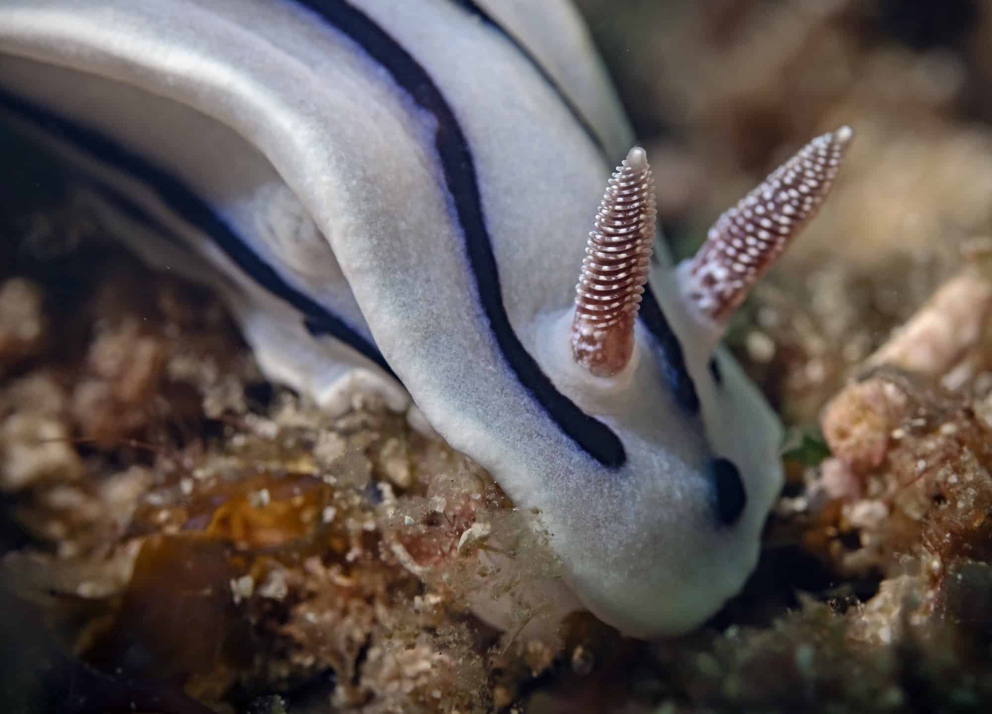 Chromodoris Willani