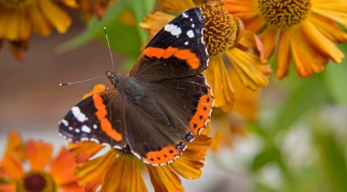 common buckeye on purple flower