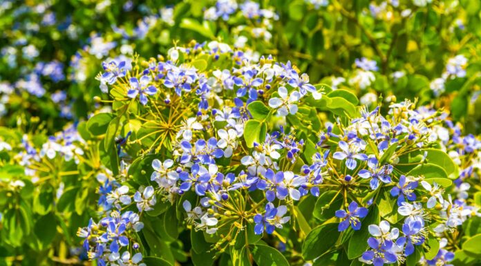 Scopri il fiore nazionale della Giamaica: Lignum Vitae
