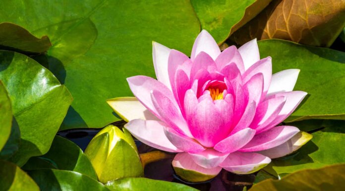 Scopri il fiore nazionale dell'Iran: la ninfea
