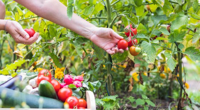 Cosa devono sapere i giardinieri della Pennsylvania questa primavera
