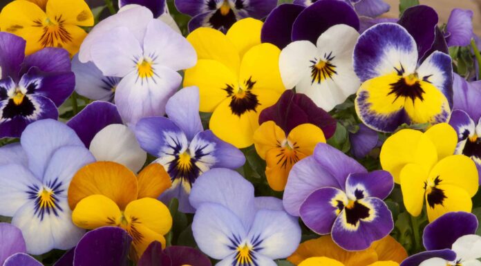 Cosa devono sapere i giardinieri del Colorado questa primavera
