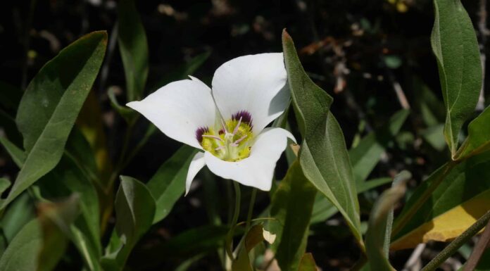 Scopri il fiore ufficiale dello stato dello Utah (quando fiorisce e dove vederlo!)
