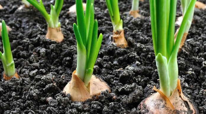 Come coltivare le cipolle: la tua guida completa
