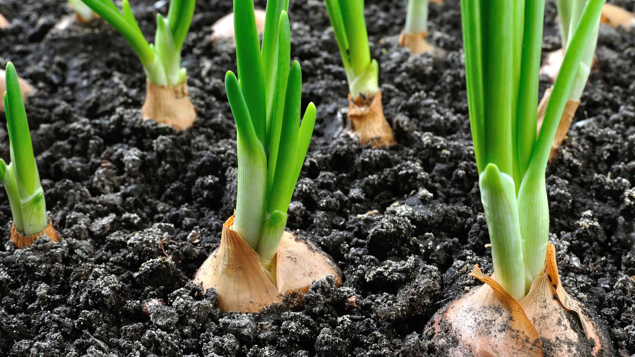 Come coltivare le cipolle: la tua guida completa