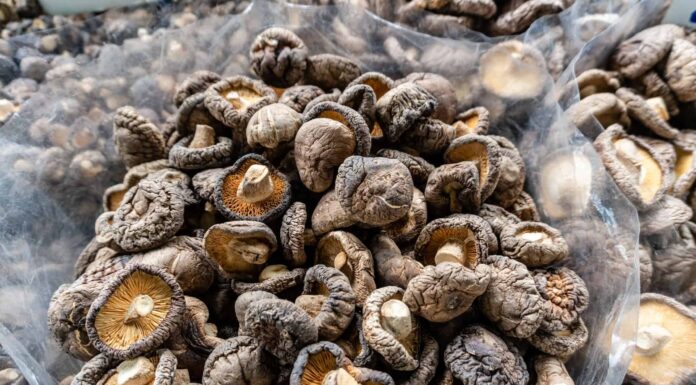 7 funghi che crescono nel pacciame
