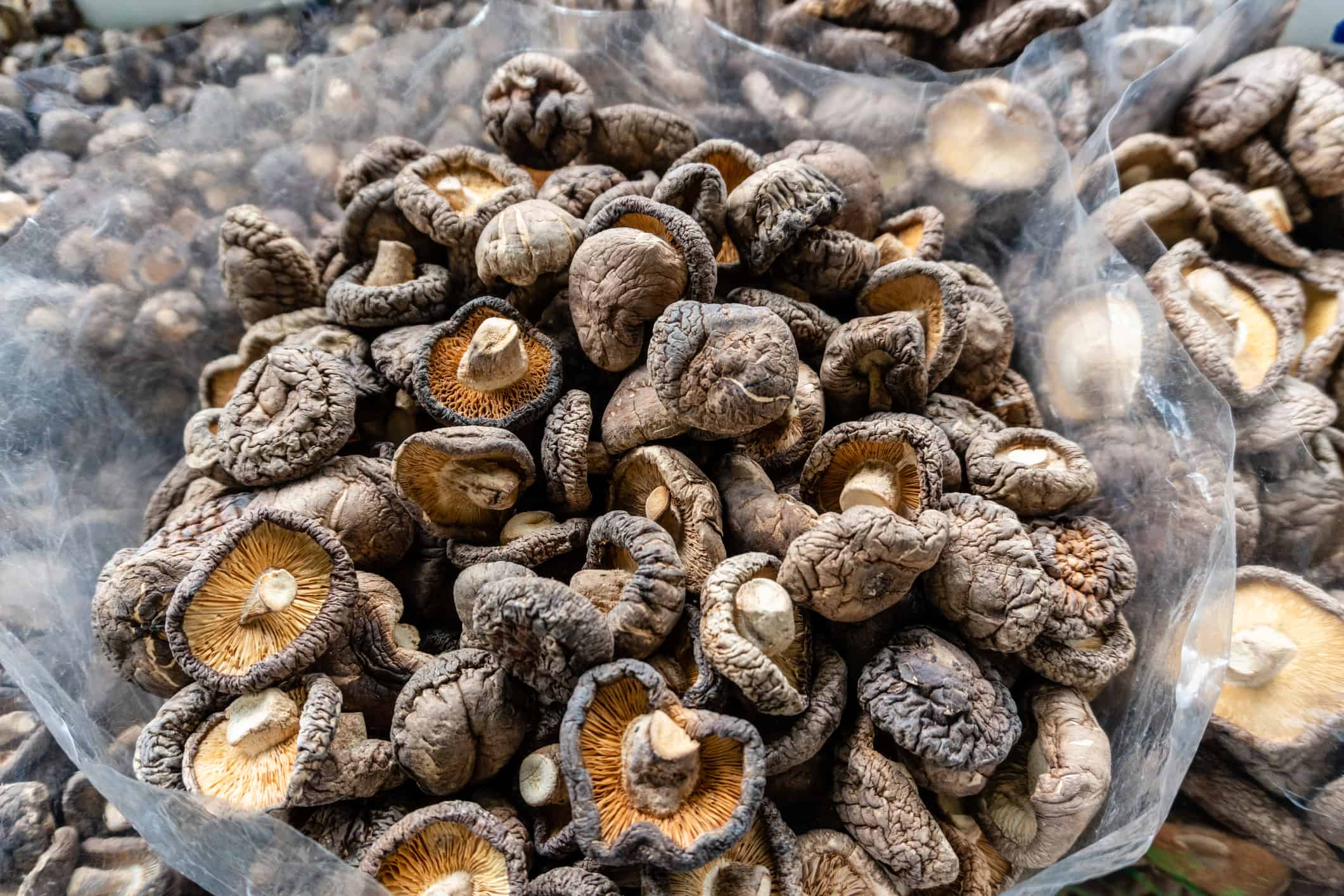 7 funghi che crescono nel pacciame