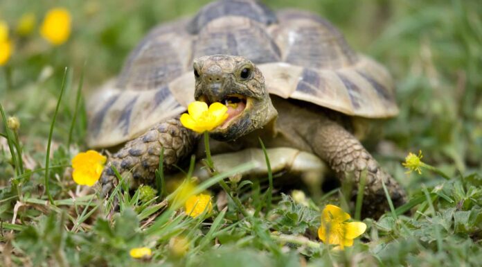 Le tartarughe sono buoni animali domestici?
