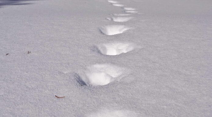 Tracce di Wolverine: guida all'identificazione per neve, fango e altro
