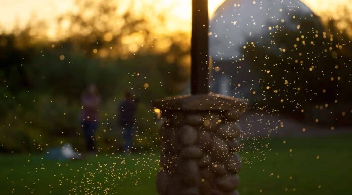 Morsi di moscerino: come sapere se hai un morso e opzioni di trattamento
