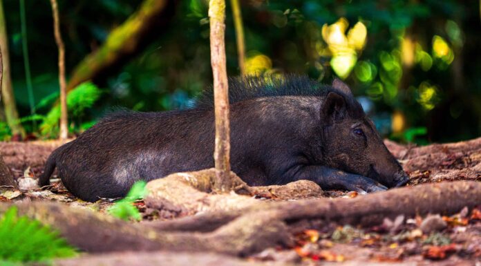 Cinghiali alle Hawaii: dove vivono e sono pericolosi?
